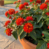 2 Lantana Plants Live, Perennial Live Flowering Lantana, Container Growing 4-9 Inch Tall - Red