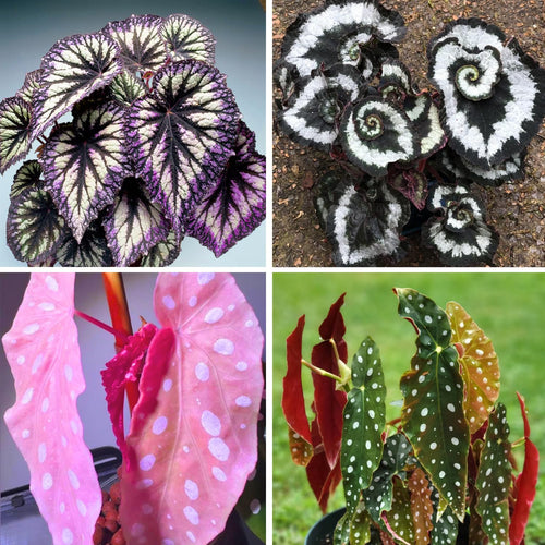 Combo 3 Mix Begonia Angel Wing Plants Live, Begonia Maculata Live Plant, Begonias Live Plants Outdoor, 4 to 8 Inc Tall