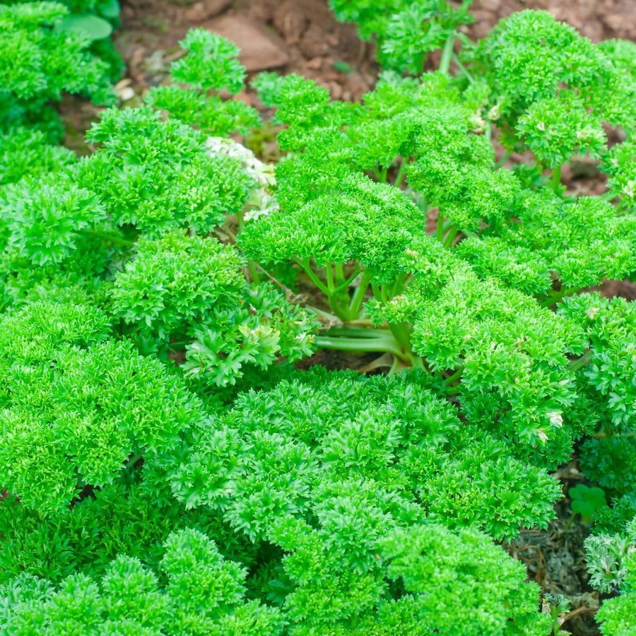 Live Parsley Plants, Parsley Plant Live for Planting Outdoor Garden, 4 to 6 Inches Tall in Pot