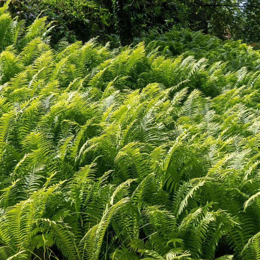 10 Lady Ferns Roots, Fern Live Plants Outdoor Indoor Planting, 4 to 6 Inc Tall