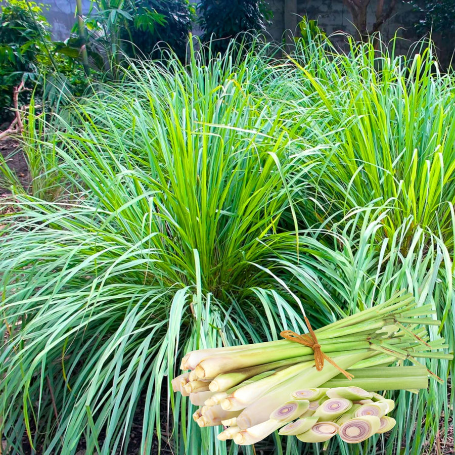 2 Lemon Grass Live Plant, Lemongrass Plants Live Well Rooted, Live Lemongrass Plant for Outside, Herbs for Planting Indoor Outdoor Garden