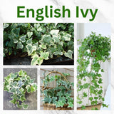 Trailing English Ivy Live Plant, Hardy Ivy Plants in 4" Pot, Climbing Plants Outdoor Garden, Easy Care House Plant (Variegated White Green)