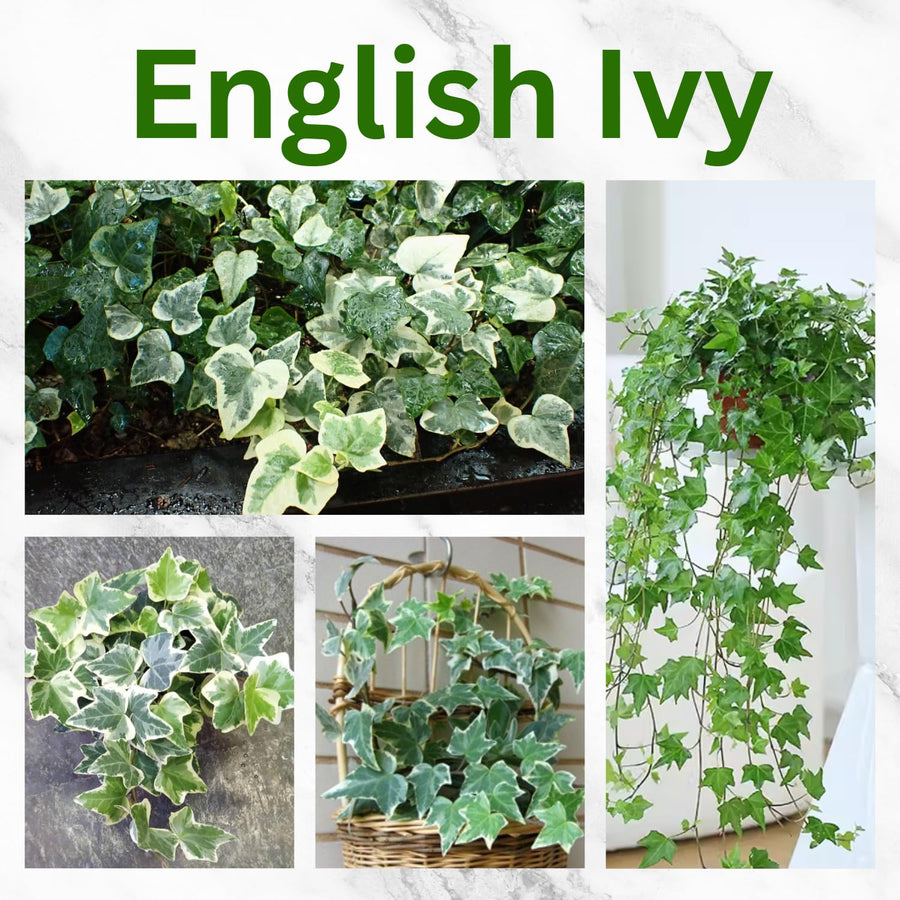 Trailing English Ivy Live Plant, Hardy Ivy Plants in 4" Pot, Climbing Plants Outdoor Garden, Easy Care House Plant (Variegated White Green)