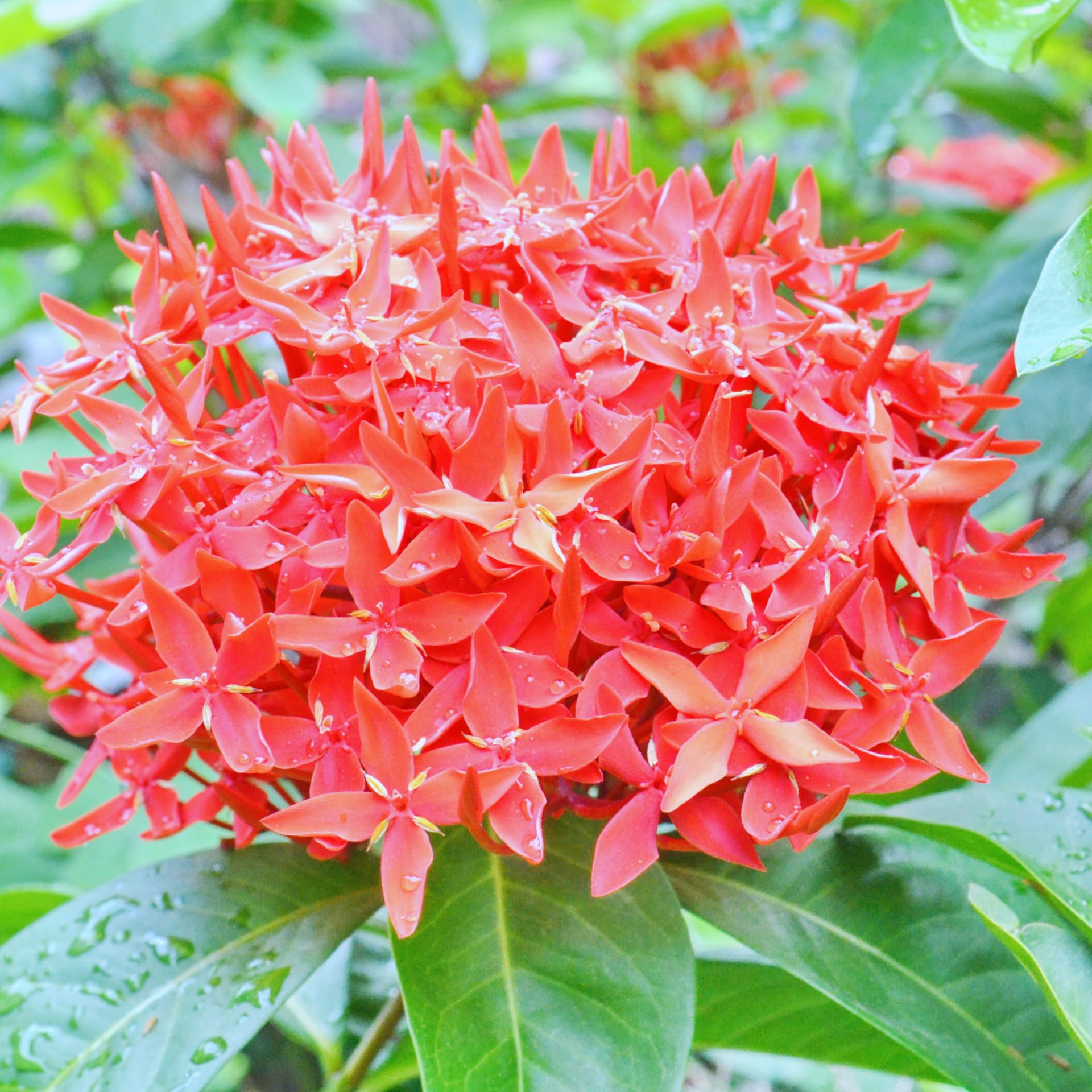 2 Dwaft Ixora Plants Live, Flowers Plants, Live Ixora Plant from 4 Inc Tall Well Rooted (Red)