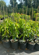 Tommy Atkins Mango Tree Live Plant Potted, Mango Plants, 12 to 16 Inches, Sweet Mango Trees