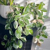 Hoya Plant Live - Tricolor Hoya Plant 4 Inches No Pot- Rare Vining Hoya Plant Bareroot for Growing Well in House