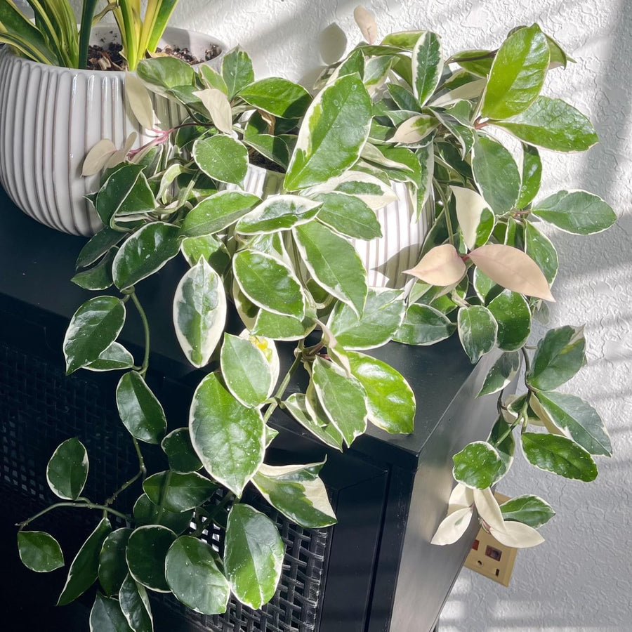 Hoya Plant Live - Tricolor Hoya Plant 4 Inches No Pot- Rare Vining Hoya Plant Bareroot for Growing Well in House