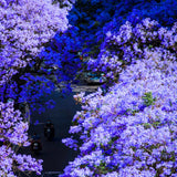Jacaranda Tree Live Plant, 3-6'' Tall, Jacaranda Tree Plant Live for Outdoor Planting, Live Jacaranda Plant, Purple Blooms, Ready to Grow