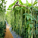 25 Long Green Bush Bean Seeds, Green Bean Vegetable Seeds, High Yield Vegetable for Outdoor Garden and Container Growing