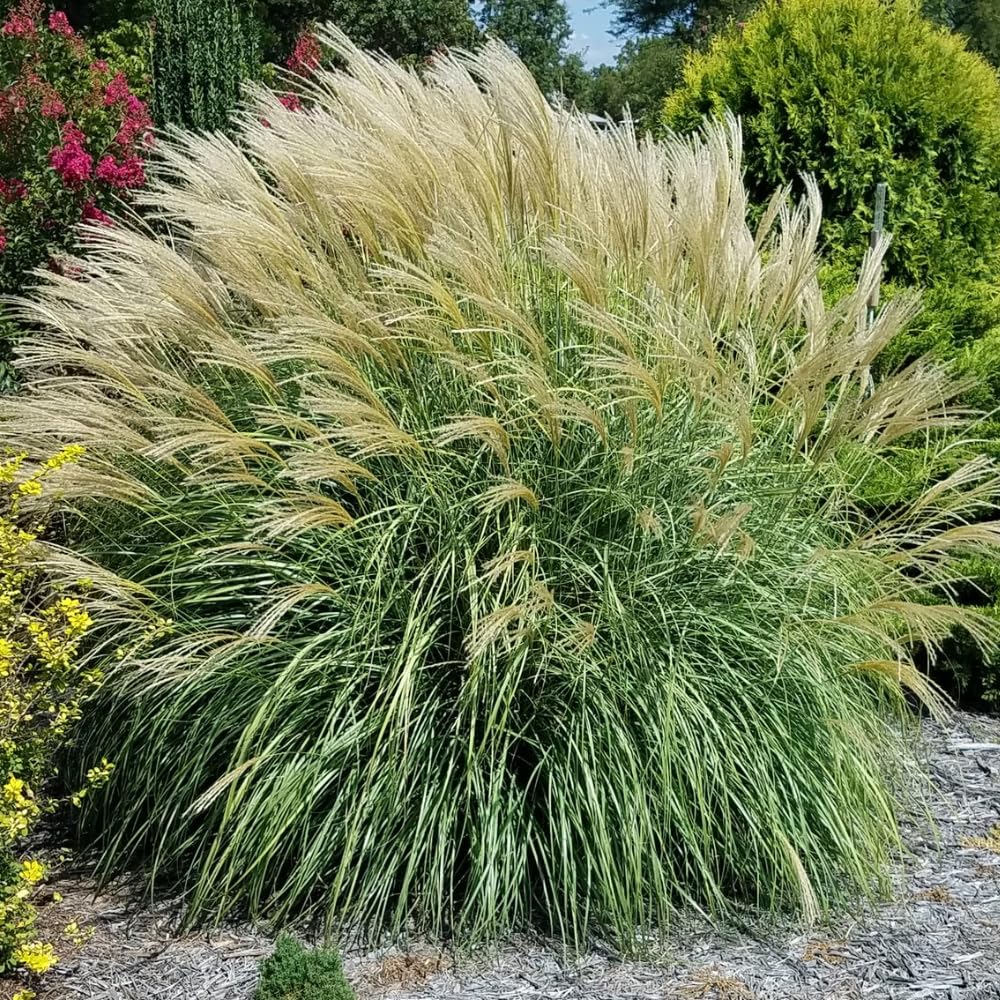 Set 2 Maiden Grass Plants, Miscanthus Grass Live Clump - 4 to 6 Inches Tall, Live Miscanthus Grass Plants, Ornamental Grass Perennial Live Plants, No Pot