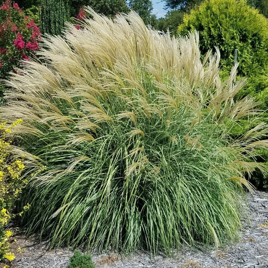 Set 2 Maiden Grass Plants, Miscanthus Grass Live Clump - 4 to 6 Inches Tall, Live Miscanthus Grass Plants, Ornamental Grass Perennial Live Plants, No Pot