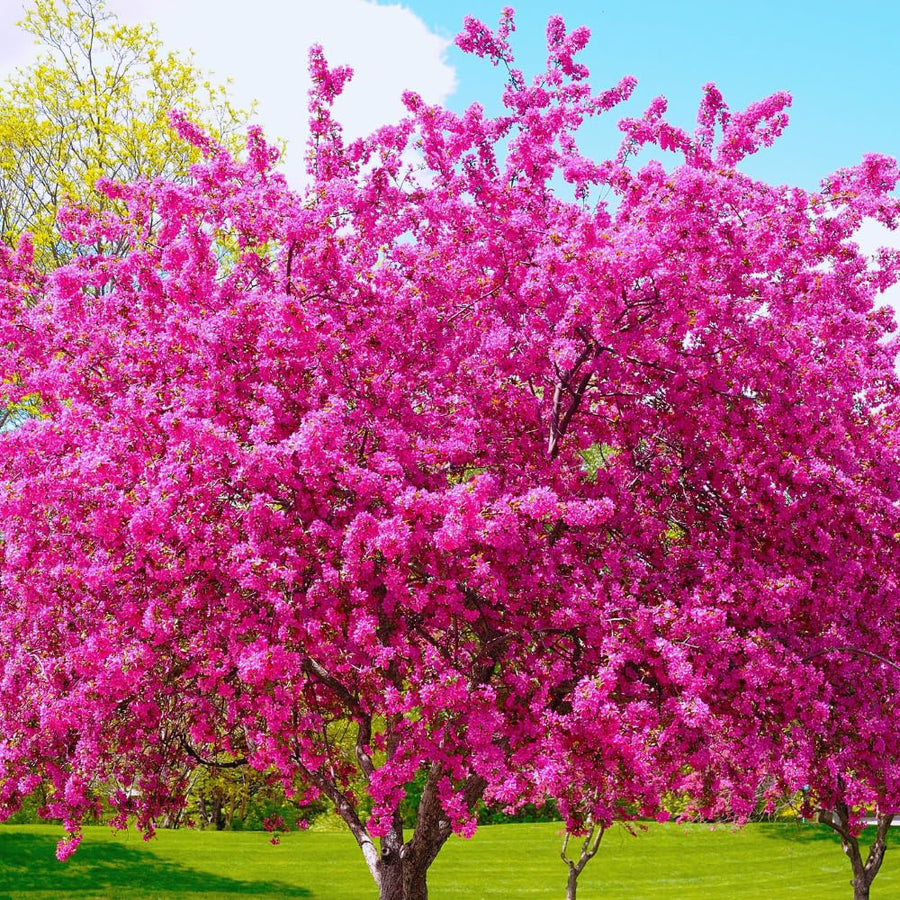 Eastern Redbud Tree Live Plant Bare Root, Red Bud Tree Plant for Gardening, 1-2 Years Old, 28 Inches Tall