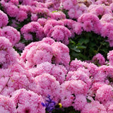 Chrysanthemum Plants Live Tree Well Rooted, 4 to 6 Inches Tall, Mums Plants Live, 2 Plants for The Patio and Garden (Pink)