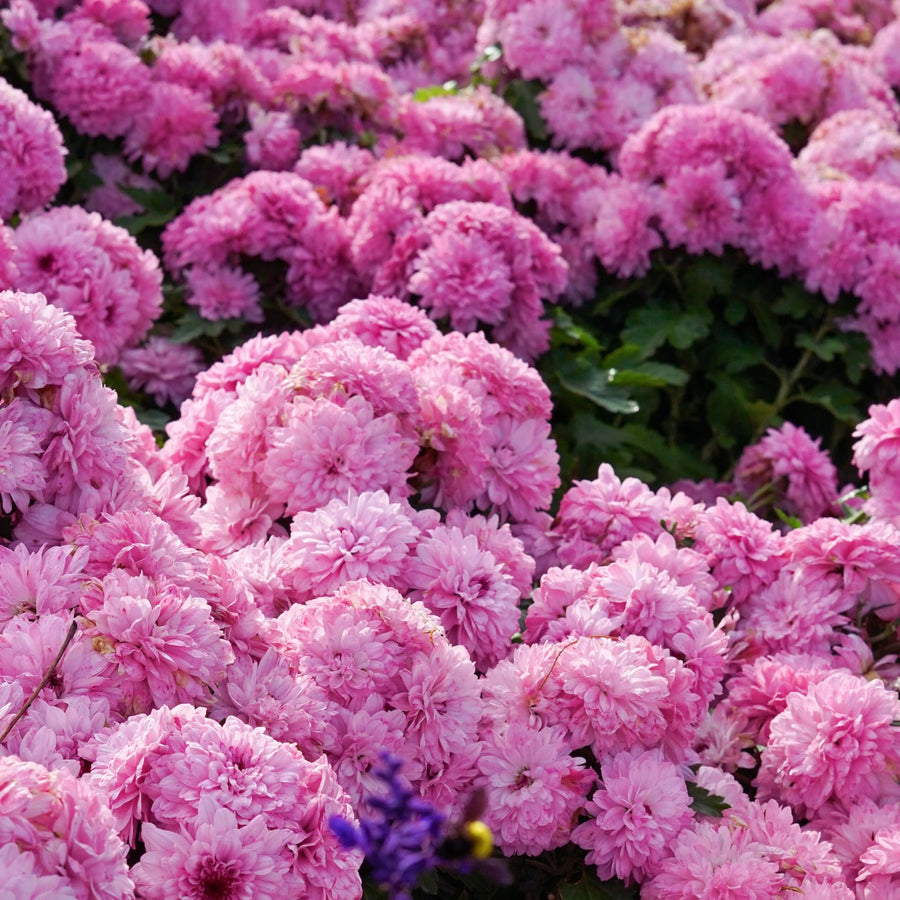 Chrysanthemum Plants Live Tree Well Rooted, 4 to 6 Inches Tall, Mums Plants Live, 2 Plants for The Patio and Garden (Pink)