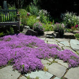 4000 Purple Creeping Thyme Seeds, Ground Cover Thyme Seeds for Planting, Low Growing Herb Seeds for Garden Paths, Rock Gardens and Landscape Borders