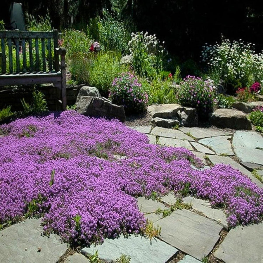 4000 Purple Creeping Thyme Seeds, Ground Cover Thyme Seeds for Planting, Low Growing Herb Seeds for Garden Paths, Rock Gardens and Landscape Borders