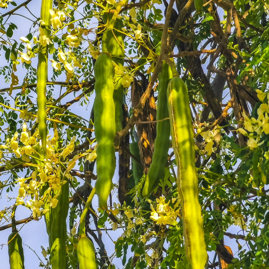 Set 2 Moringa Trees Live Plants, Oleifera Drumstick Trees Live Plants, Moringa Plants, 1 to 2 Feet Tall