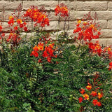 Red Orange Mexican Bird of Paradise Plant Live in Pot, 6-10" in Tall Well-Rooted Seedling for Outdoor Growing, Peacock Plant