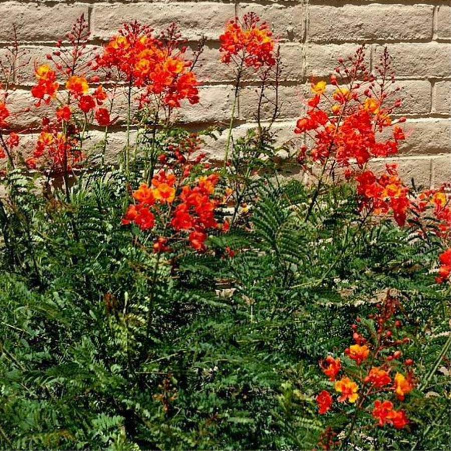 Red Orange Mexican Bird of Paradise Plant Live in Pot, 6-10" in Tall Well-Rooted Seedling for Outdoor Growing, Peacock Plant