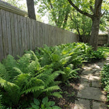 10 Ostrich Fern Live Rhizomes, Shade Perennial Fern Plants for Outdoor Growing, Hardy, Fast Growing