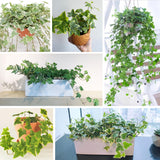 Trailing English Ivy Live Plant, Hardy Ivy Plants in 4" Pot, Climbing Plants Outdoor Garden, Easy Care House Plant (Variegated White Green)