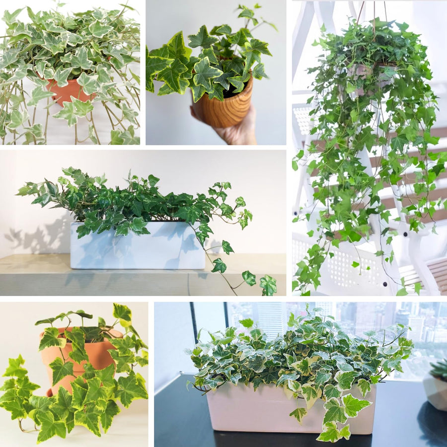 Trailing English Ivy Live Plant, Hardy Ivy Plants in 4" Pot, Climbing Plants Outdoor Garden, Easy Care House Plant (Variegated White Green)
