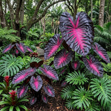 3 Colocasia Plants Live, Elephant Ear Caladium Esculenta Plants, 5 to 8 Inc Tall (Red Black)