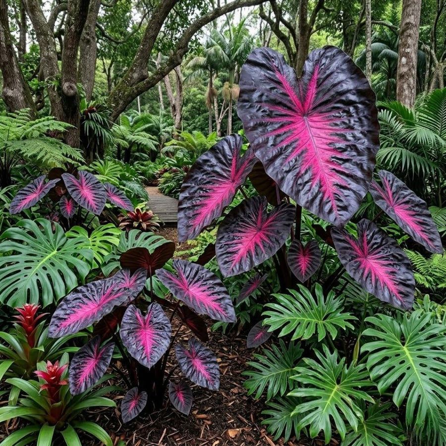 3 Colocasia Plants Live, Elephant Ear Caladium Esculenta Plants, 5 to 8 Inc Tall (Red Black)