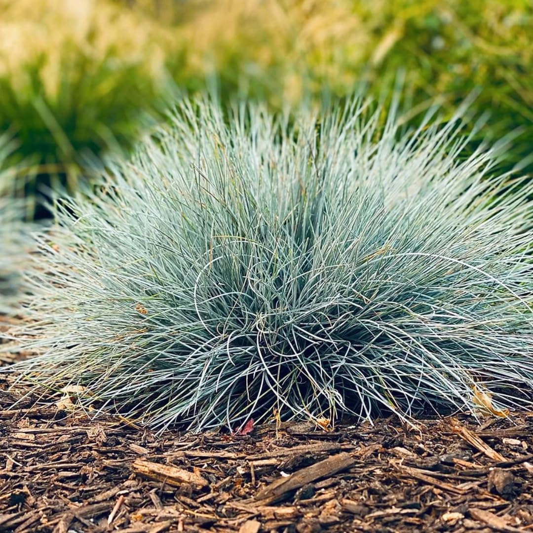 Pack 2 Fescue Perennial Grass Ornamental Live Plants, No Pot, 5-10" in Tall Ornamental Grasses Blue Color, Grasses for Planting