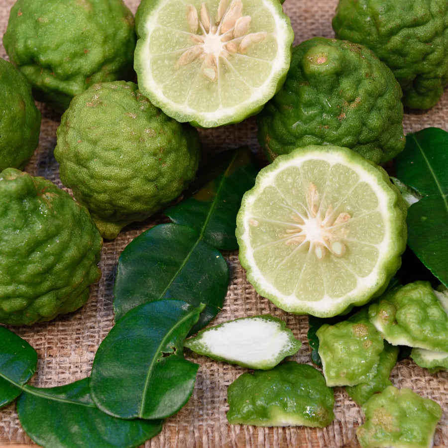 Thai Lime Tree Live Plant 2 Years Old, Ready to Bear Fruit, Grafted Fragrant Citrus Lime Fruit, 2-3 Feet Tall, Zones 9-11