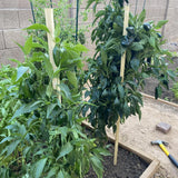 Set of 2 Chocolate Cherry Pepper Plants Live, Candy Cane Peppers Tree Established Roots, No Pot, 5 to 10 Inches Tall