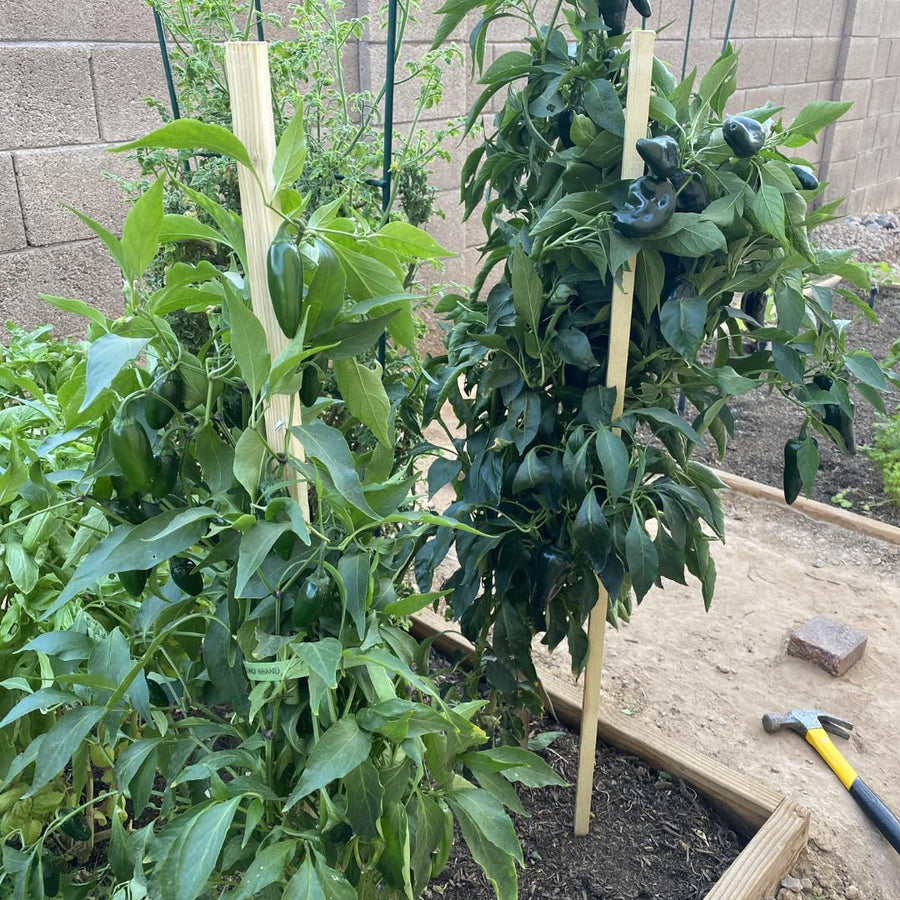 Set of 2 Chocolate Cherry Pepper Plants Live, Candy Cane Peppers Tree Established Roots, No Pot, 5 to 10 Inches Tall
