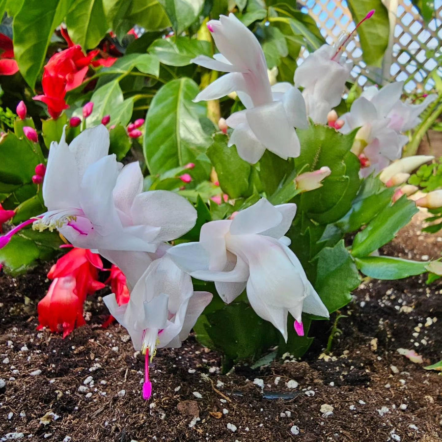 White Christmas Cactus Plants Live, 4 to 6 Inch Tall Live Christmas Cactus Bare Roots, Perennial Well Rooted Flower Plants, Holiday Houseplant, No Pot
