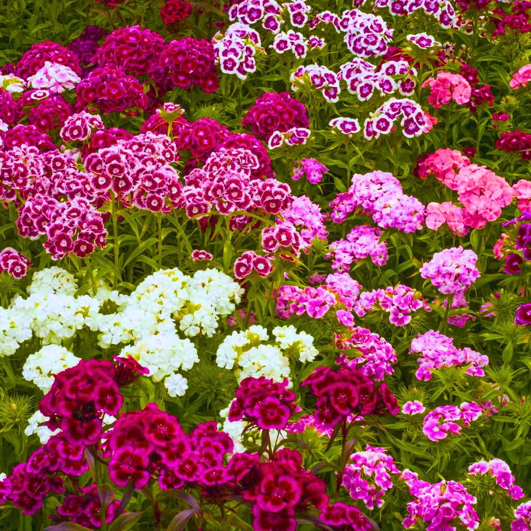 Set 8 Perennial Dianthus Mixed Plants Live, Dwarf Dianthus for Planting, No Pot