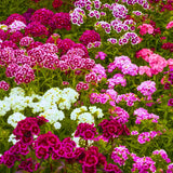 Set 8 Perennial Dianthus Mixed Plants Live, Dwarf Dianthus for Planting, No Pot