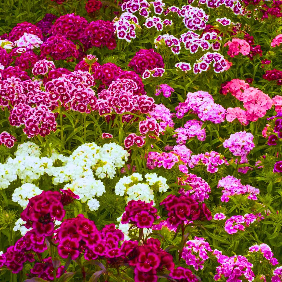Set 8 Perennial Dianthus Mixed Plants Live, Dwarf Dianthus for Planting, No Pot