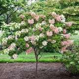 Pink White Hydrangea Live Plant, 2.5 Inch Pot, Color Changing Hydrangea Bush, Hardy Perennial Flowering Shrub, 6-12" Tall