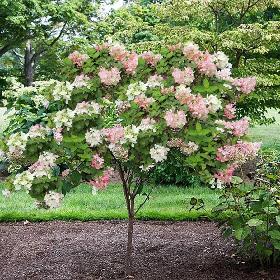 Pink White Hydrangea Live Plant, 2.5 Inch Pot, Color Changing Hydrangea Bush, Hardy Perennial Flowering Shrub, 6-12" Tall