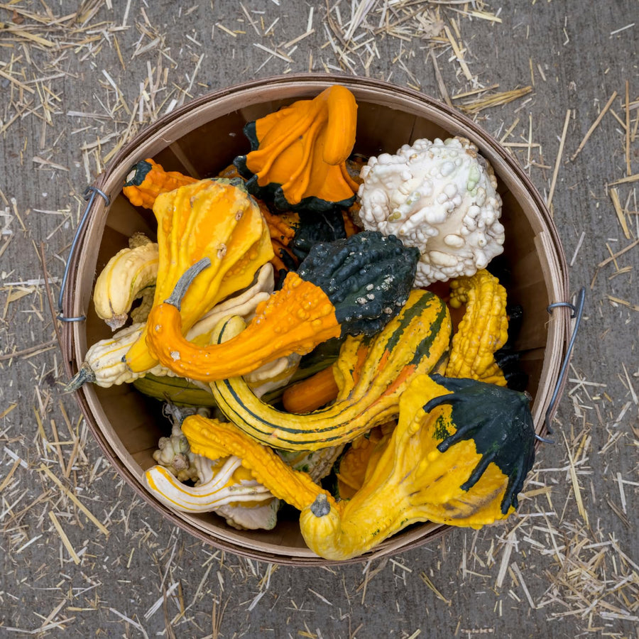 50 Mixed Gourd Seeds for Planting, Assorted Gourd Vegetable Seeds, Garden Seeds for Outdoor Growing