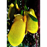 Yellow Jackfruit Tree Live Plant, 12-16" Tall, Gallon Pot, Tropical Jackfruit Plant Live to Grow Home Garden
