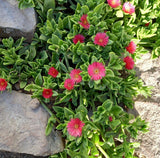 Variegated Baby Sun Rose Plant, Ice Plant in 2'' Pot, Live Succulent Groundcover Plants, Easy-Care Indoor or Outdoor Plants
