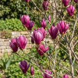 Magnolia Tree Live Plant in 2.5'' Pot, Magnolia Starter Tree, Ornamental Flowering Tree, Outdoor or Container Growing (Jane Magnolia)