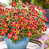 2 Petunia Live Plants, Queen of Hearts Petunia Flowers, Live Petunias Plants Outdoor Indoor, 5-9 Inch Tall