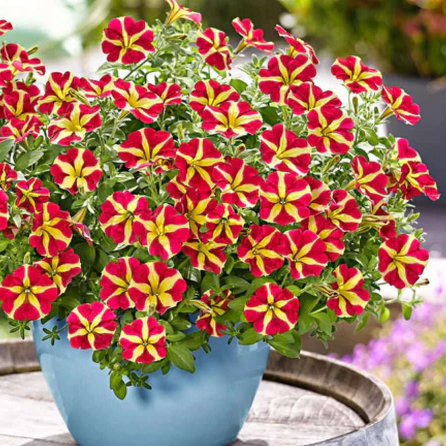 2 Petunia Live Plants, Queen of Hearts Petunia Flowers, Live Petunias Plants Outdoor Indoor, 5-9 Inch Tall