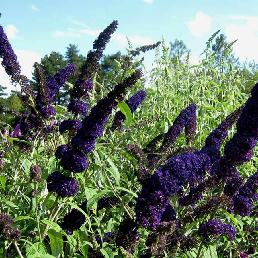 2 Butterfly Bush Shrubs Plants, Black Butterfly Bush Live Plants Trees Shrub for Planting Garden Indoor Outdoor