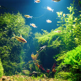 100 Aquarium Grass Seeds for Planting, Mix Aquarium Seeds, Aquatic Grass Garden