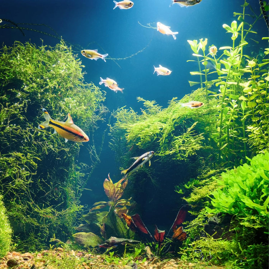100 Aquarium Grass Seeds for Planting, Mix Aquarium Seeds, Aquatic Grass Garden