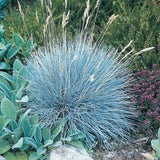 Blue Fescue Grass Live Plant 4–6″ Tall, Hardy Ornamental Grass, Silvery Blue Foliage Grasses for Planting Outdoor, 4'' Potted Plant