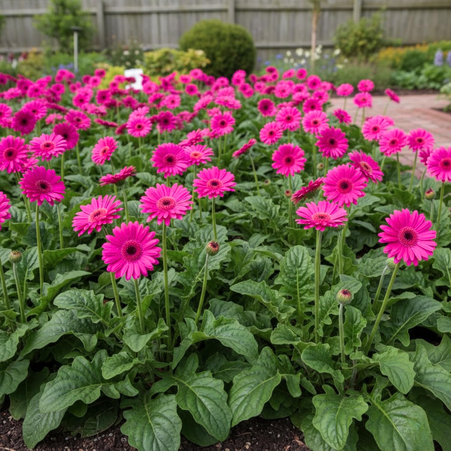 Sets 4 Pink Gerbera Daisy Live Plants, Ready to Bloom in Spring, Flower Winter Hardy Outdoor Planting