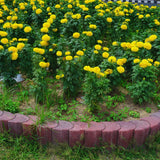 2 Marigold Live Plants for Outside, Yellow Marigold Plants Live, 4 to 6 Inc Tall Starter Plant Growing